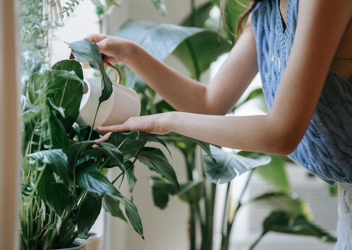 Consejos prácticos para mantener plantas de interior saludables todo el año