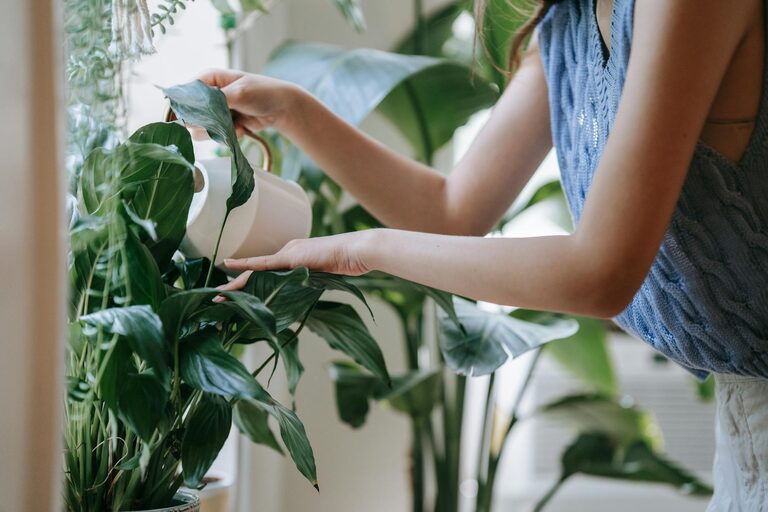 Consejos prácticos para mantener plantas de interior saludables todo el año